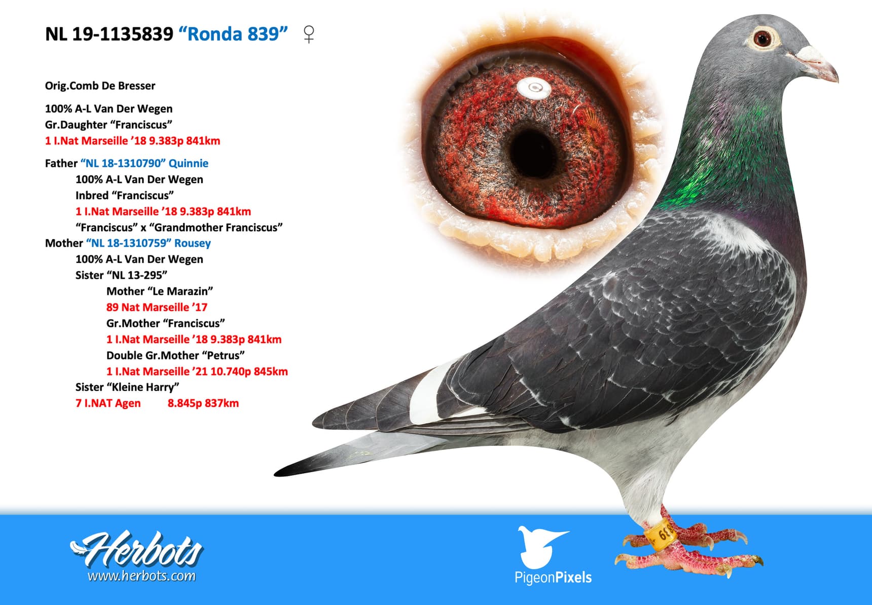 pigeon: “Ronda 839”