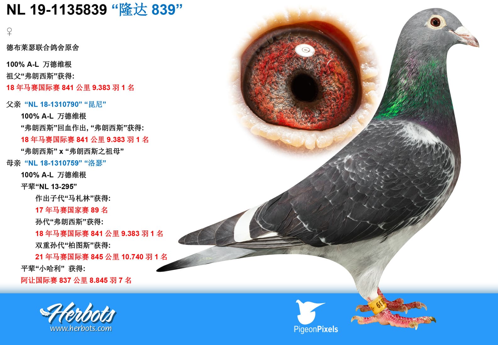 pigeon: undefined