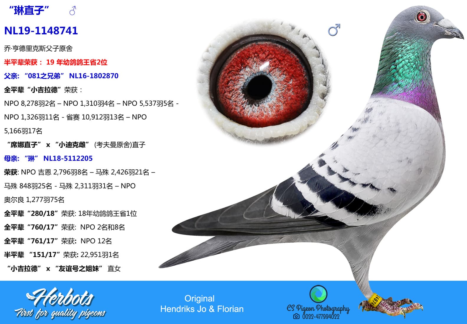 pigeon: “琳直子”