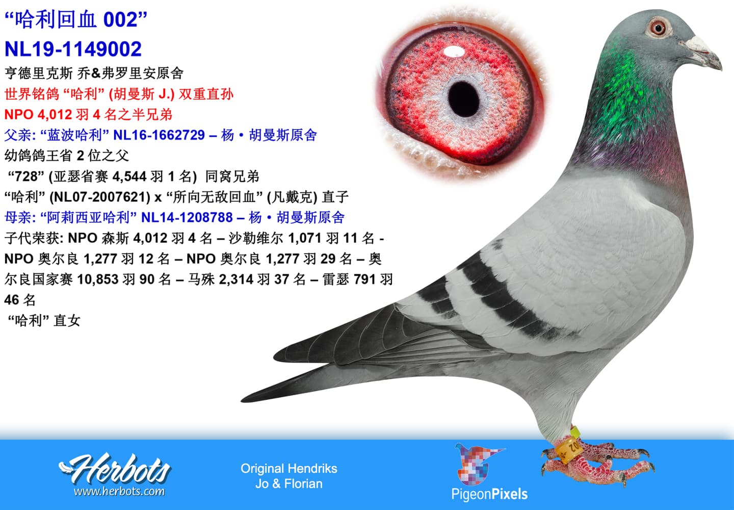 pigeon: “Inbred Harry 002”