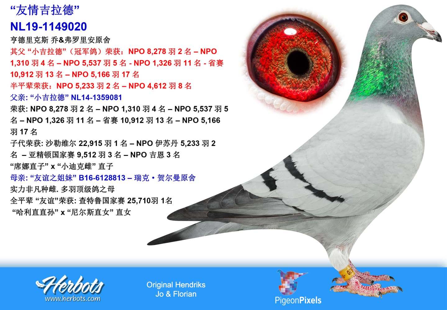 pigeon: “Friendship Gerard”