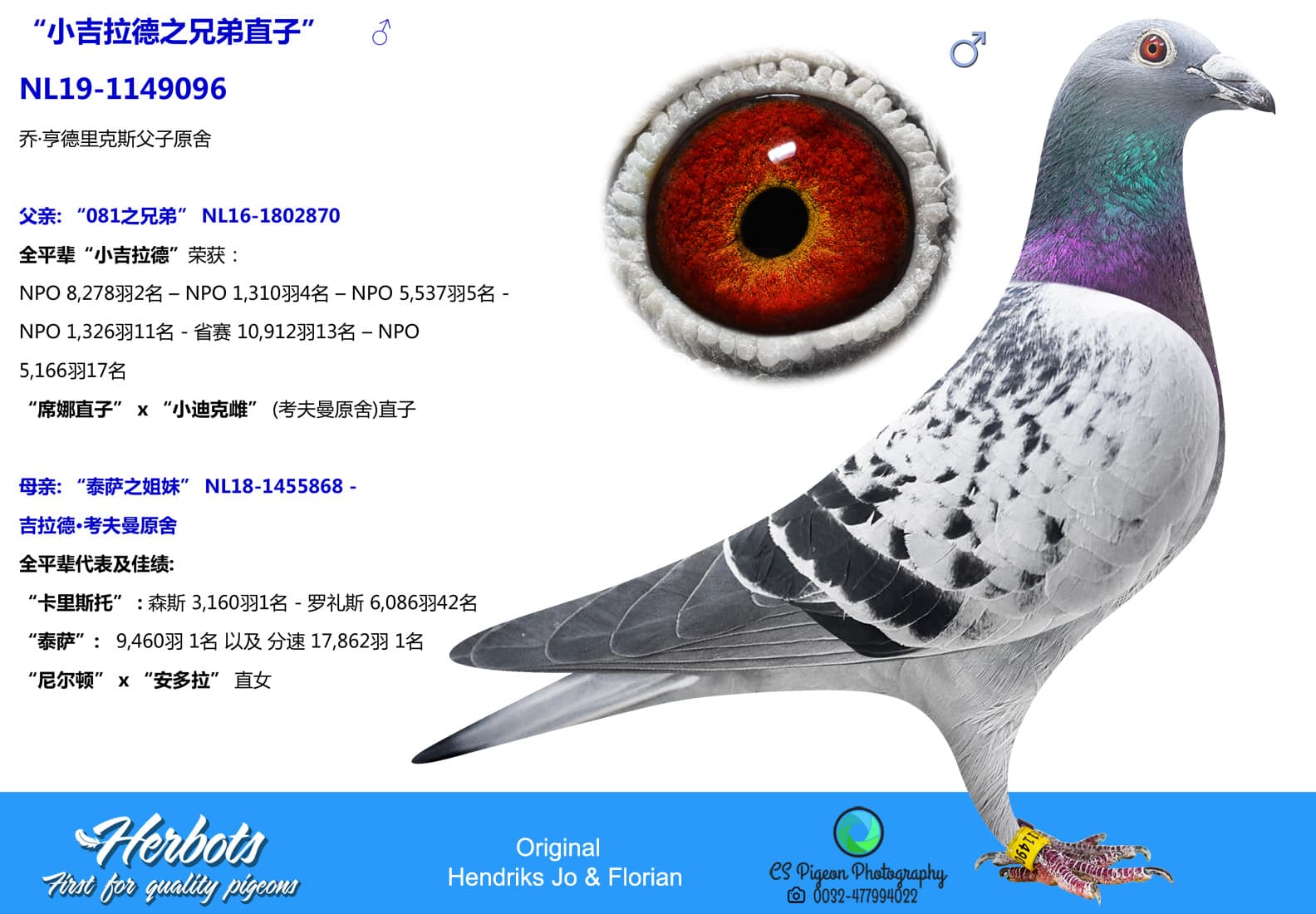 pigeon: undefined