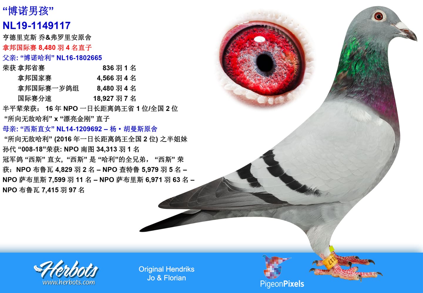 pigeon: “Boy Bono”