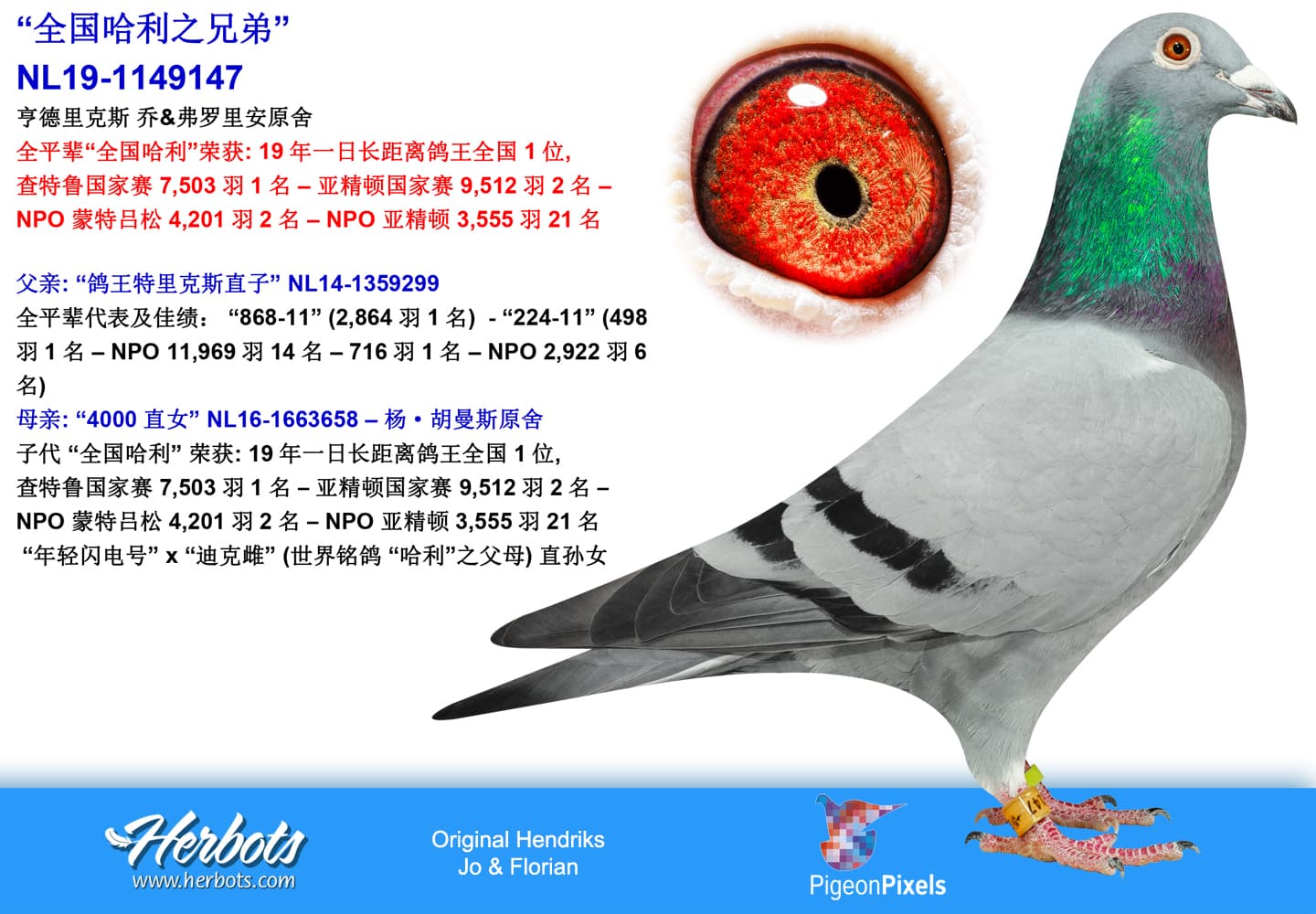 pigeon: “Brother National”