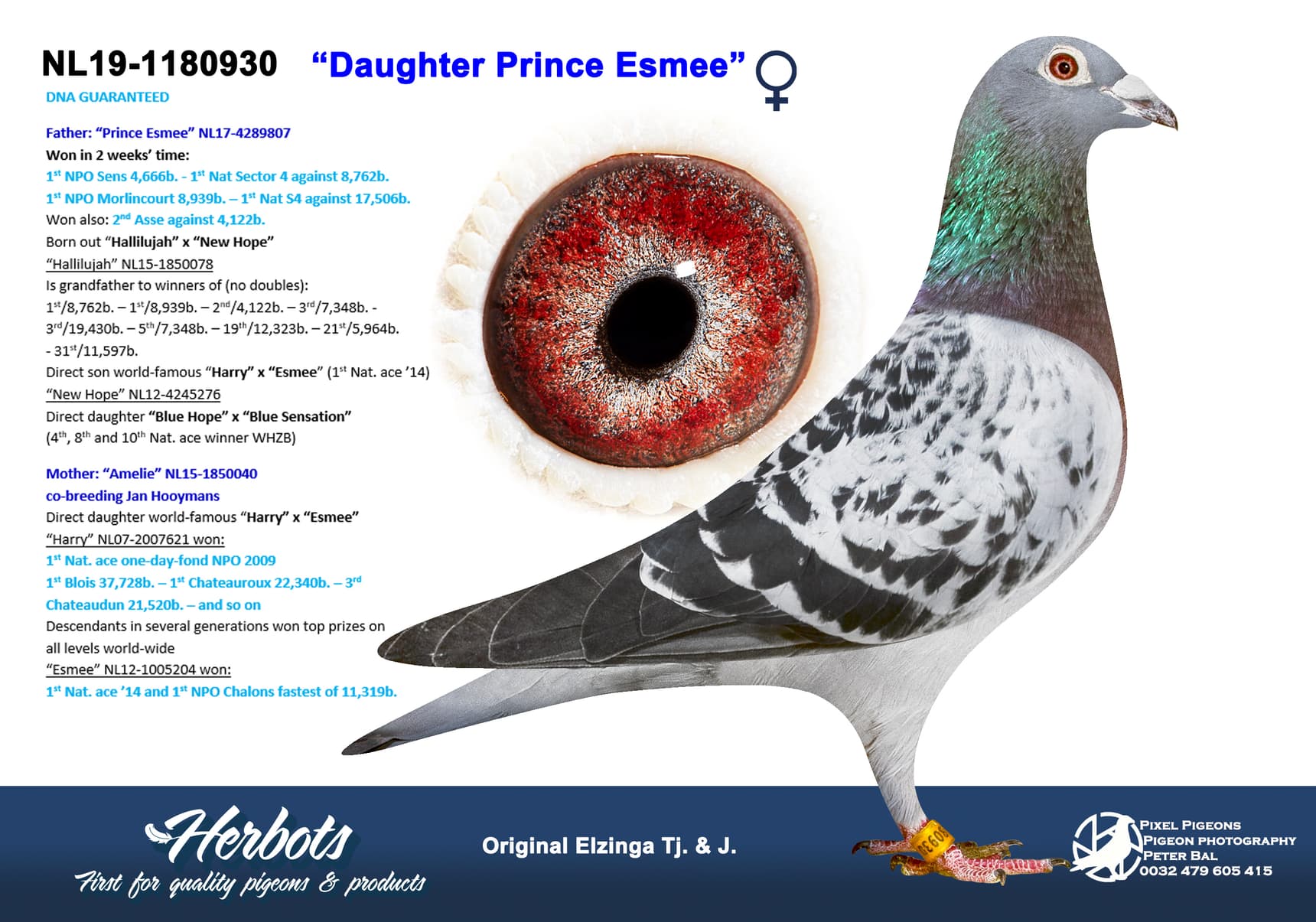 pigeon: ”Daughter Prince Esmee