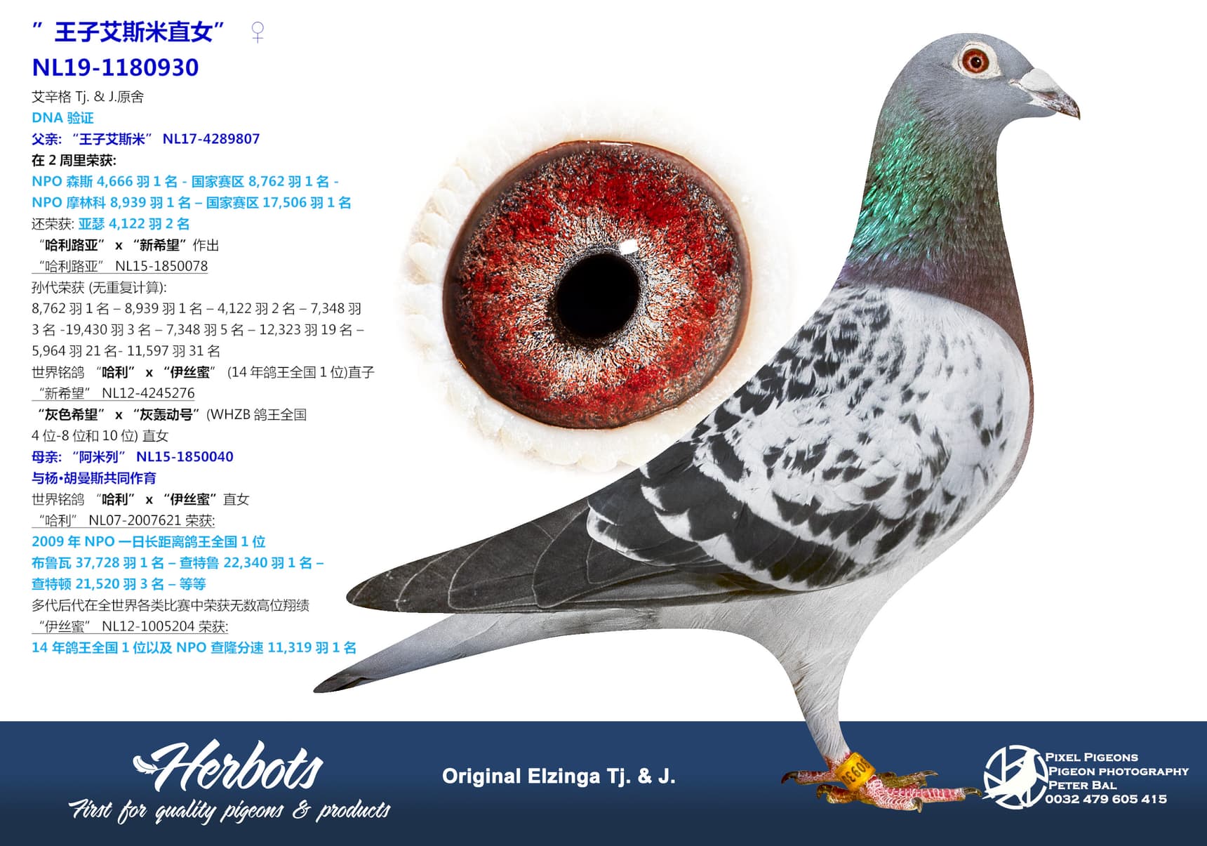 pigeon: undefined