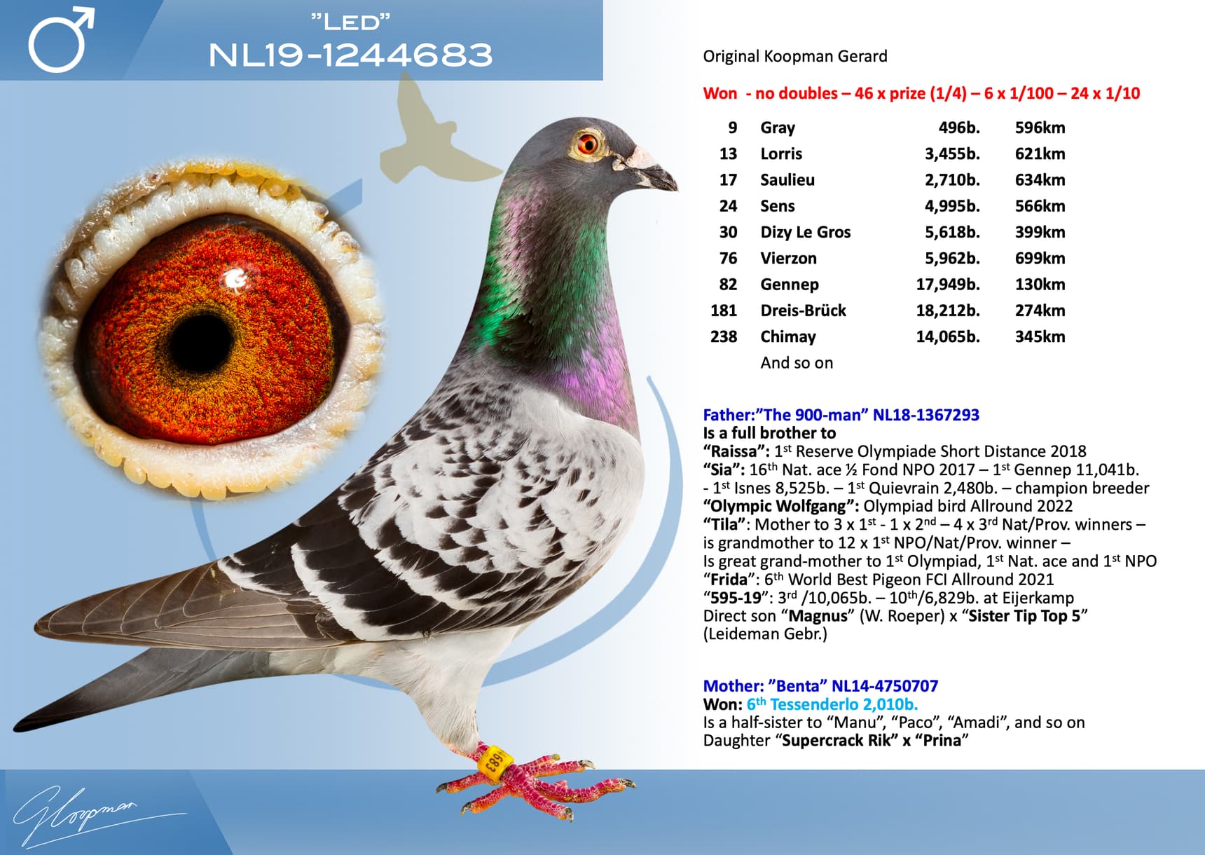 pigeon: undefined