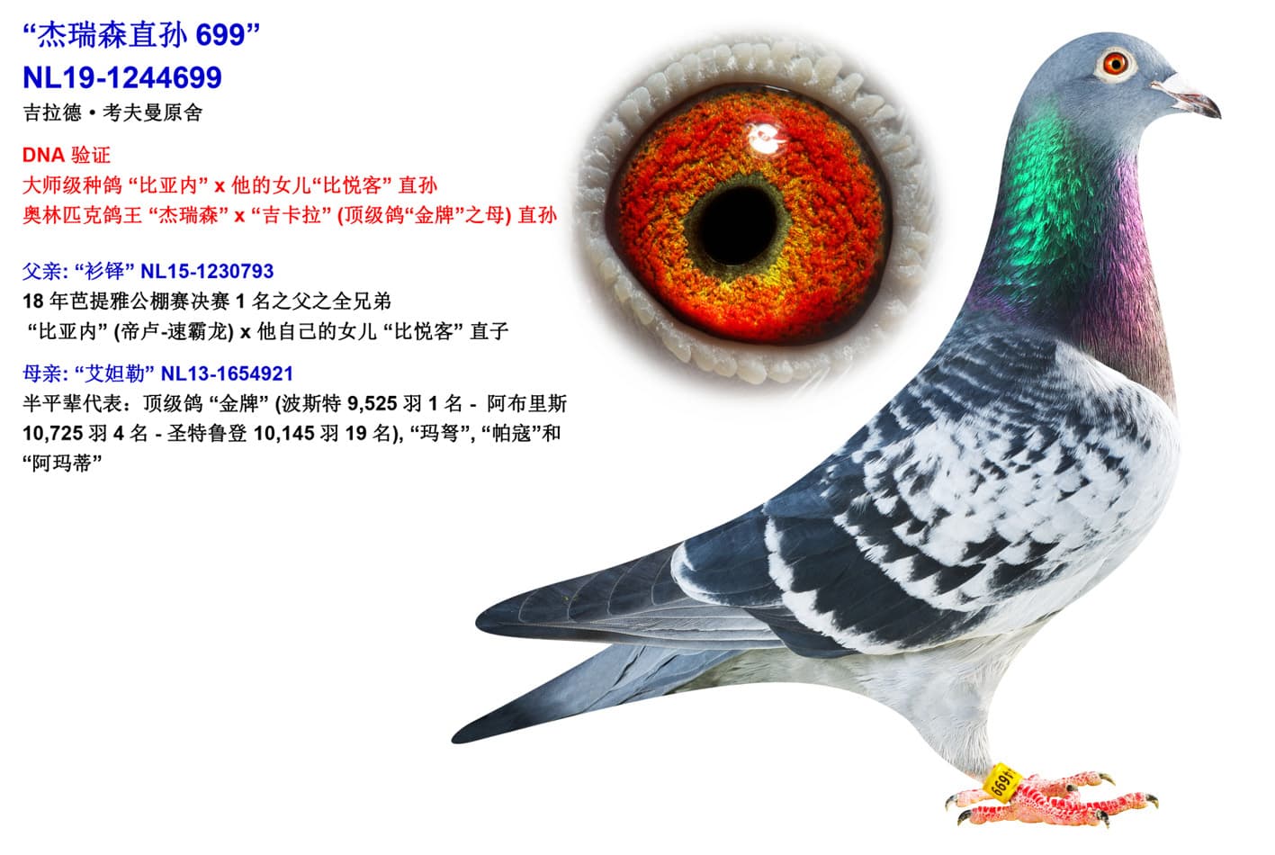 pigeon: undefined