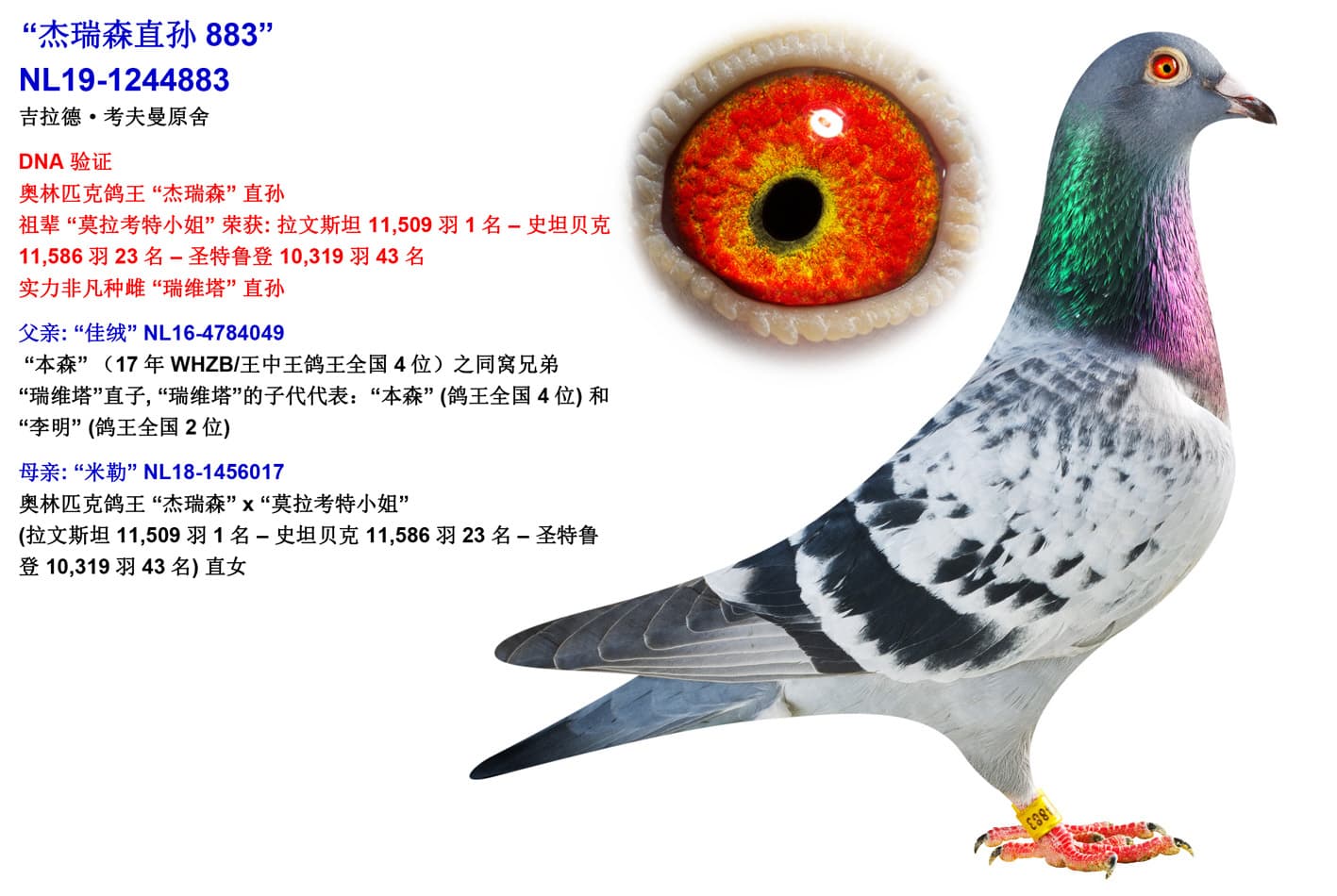 pigeon: undefined