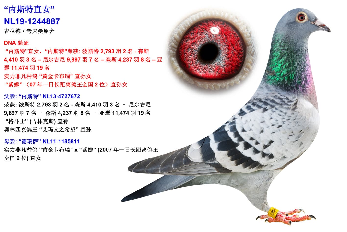pigeon: undefined