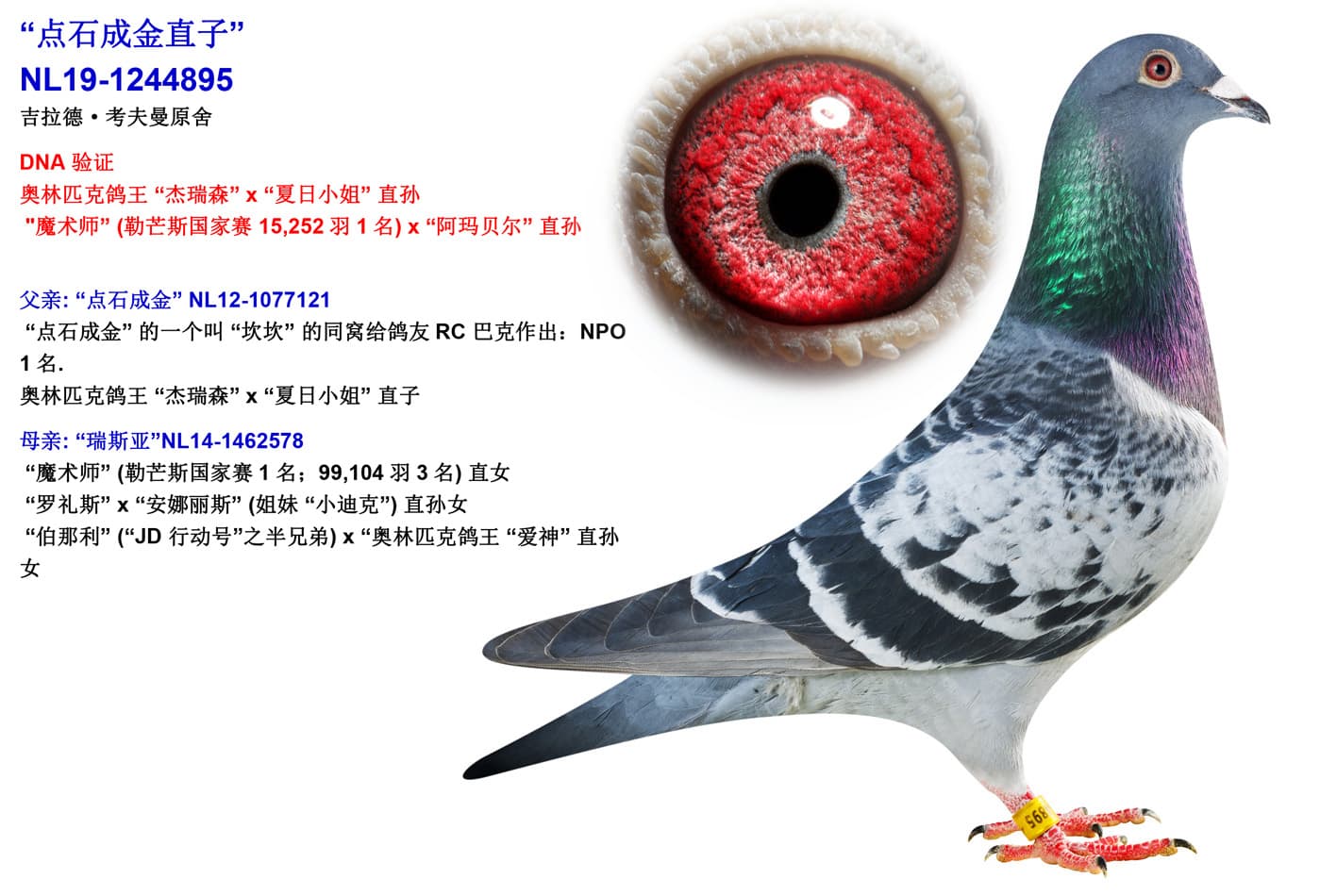 pigeon: undefined