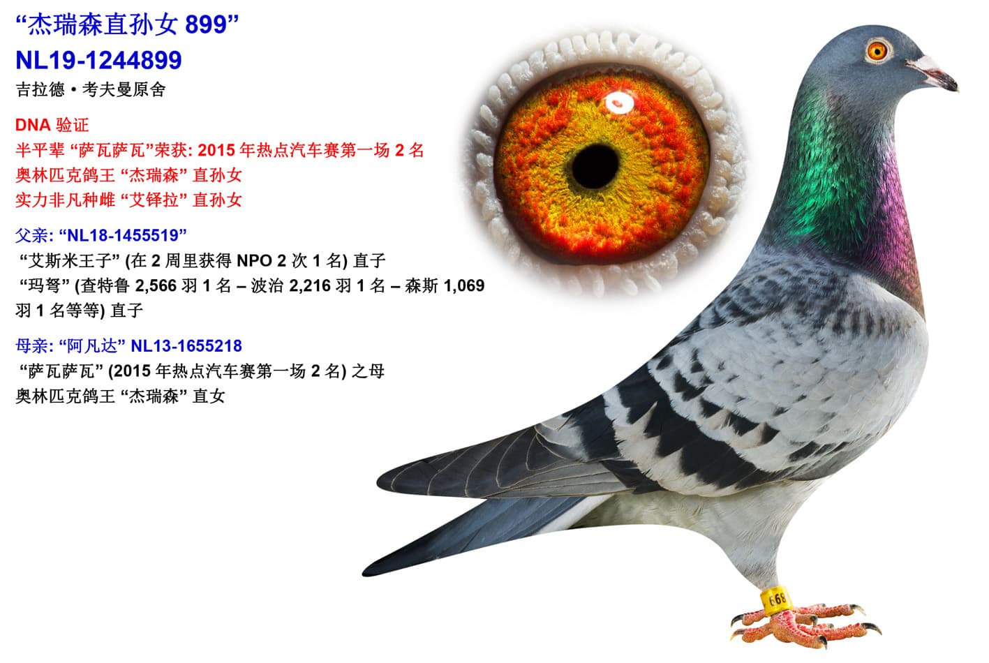 pigeon: “杰瑞森直孙女899”