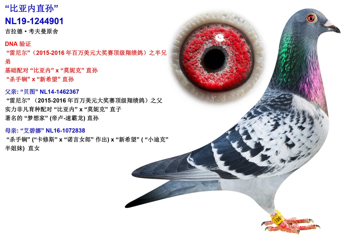 pigeon: “比亚内直孙”