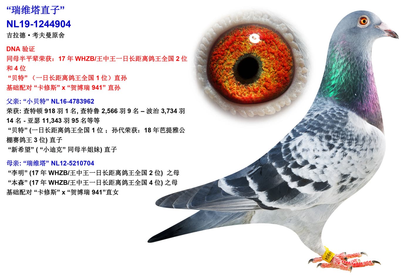 pigeon: undefined