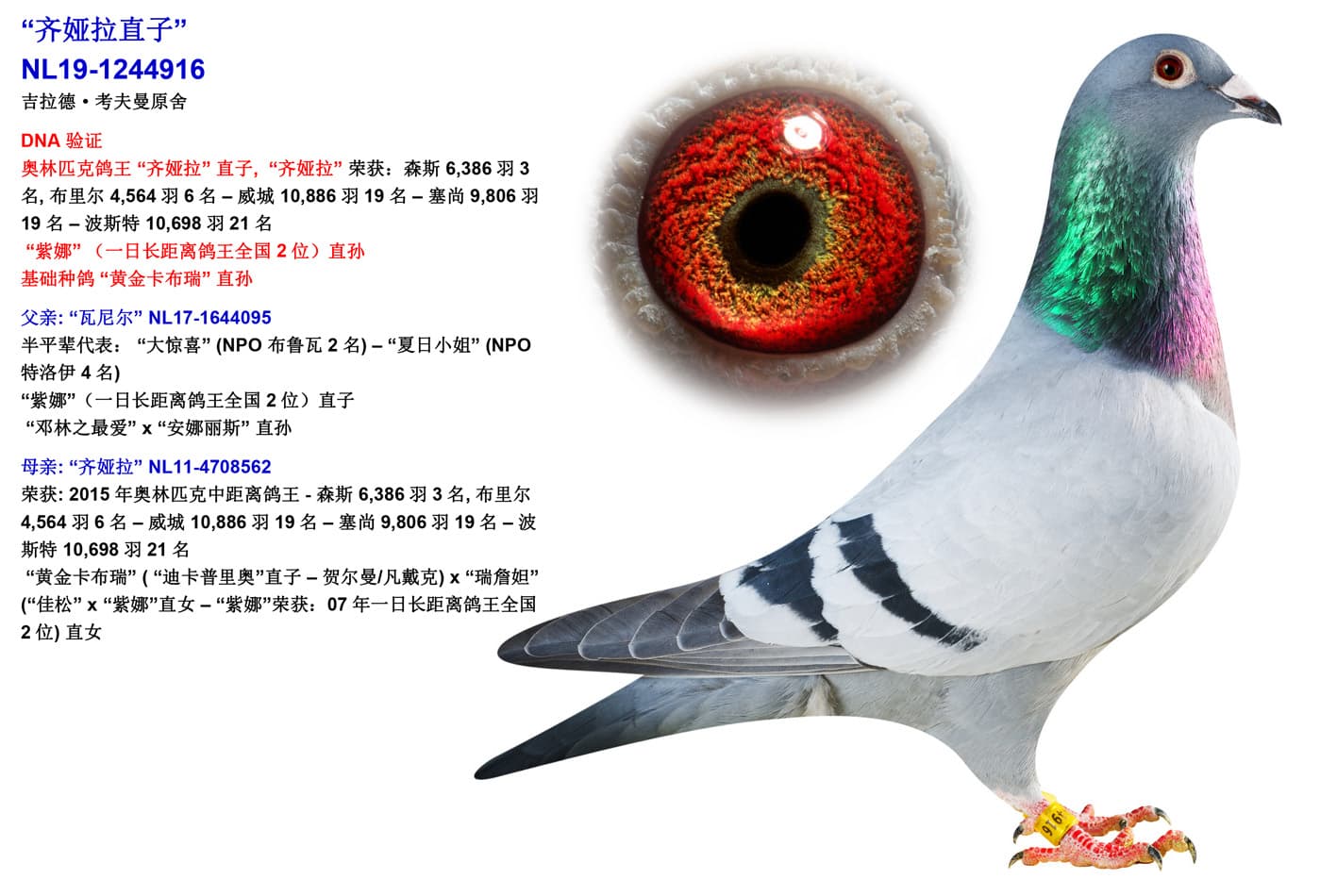 pigeon: “齐娅拉直子”
