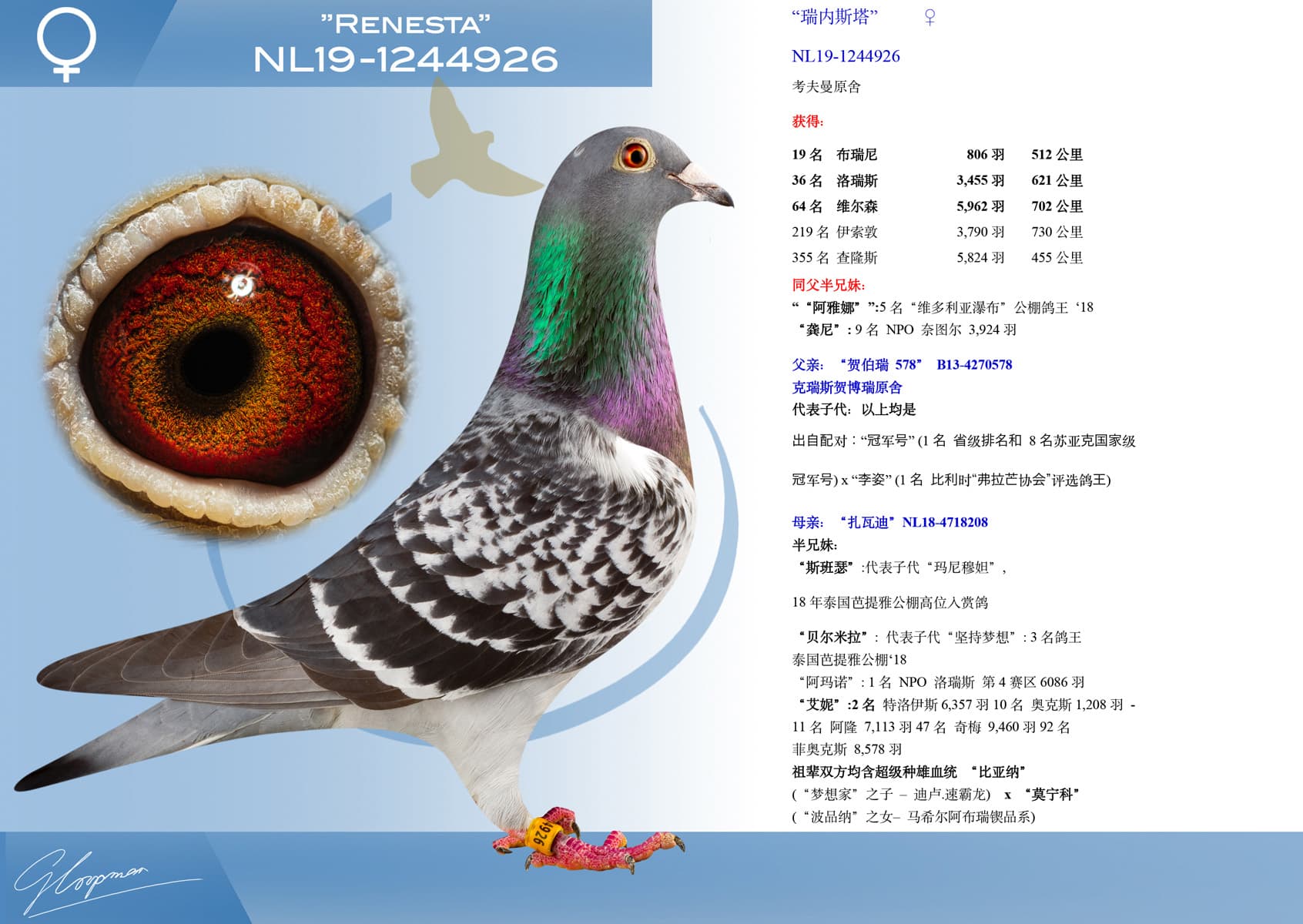 pigeon: “瑞内斯塔”