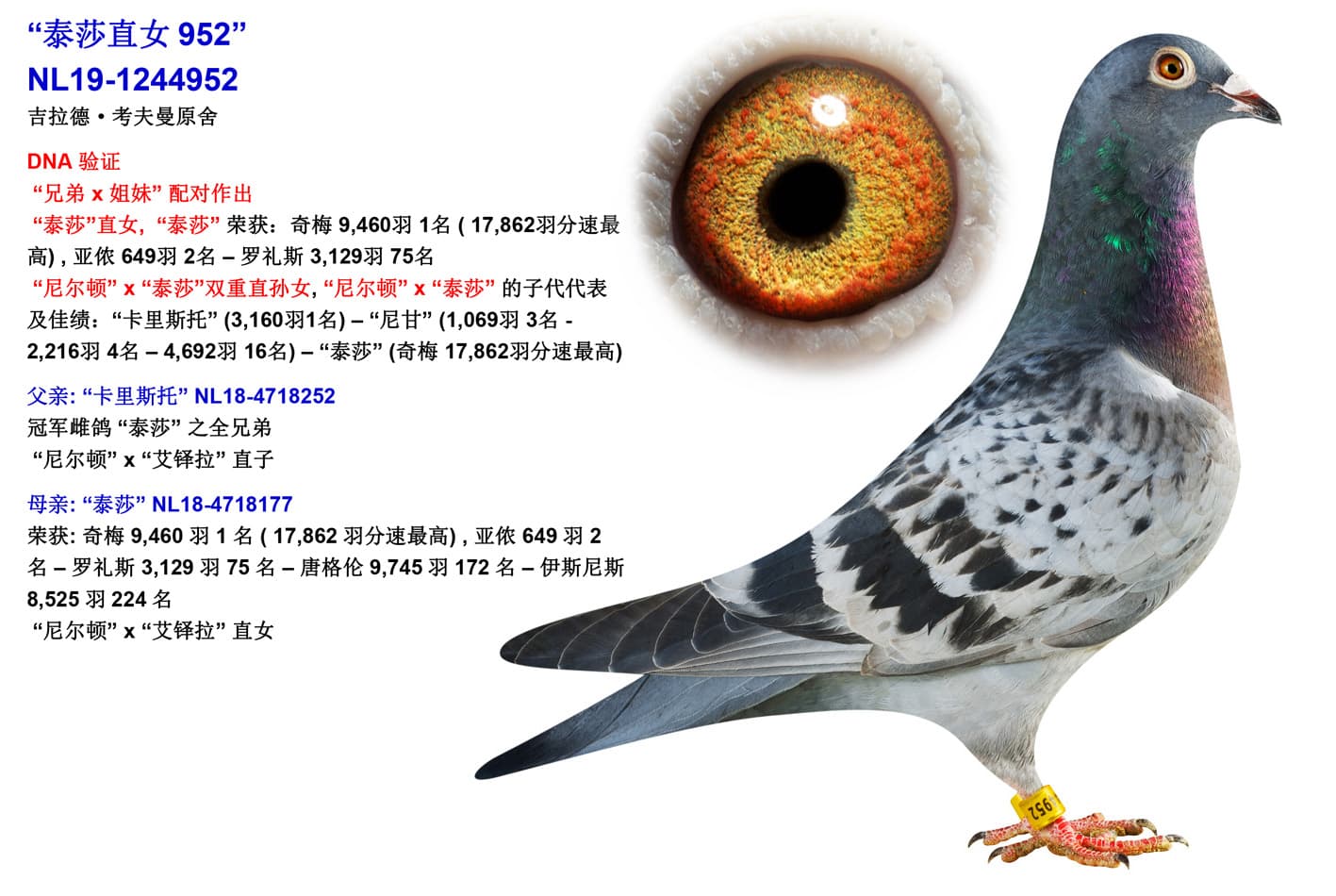 pigeon: “泰莎直女952”