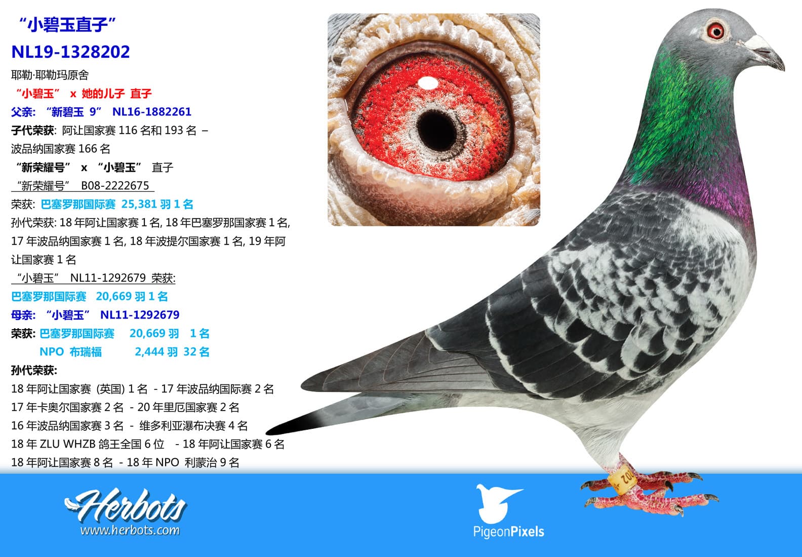 pigeon: “小碧玉直子”