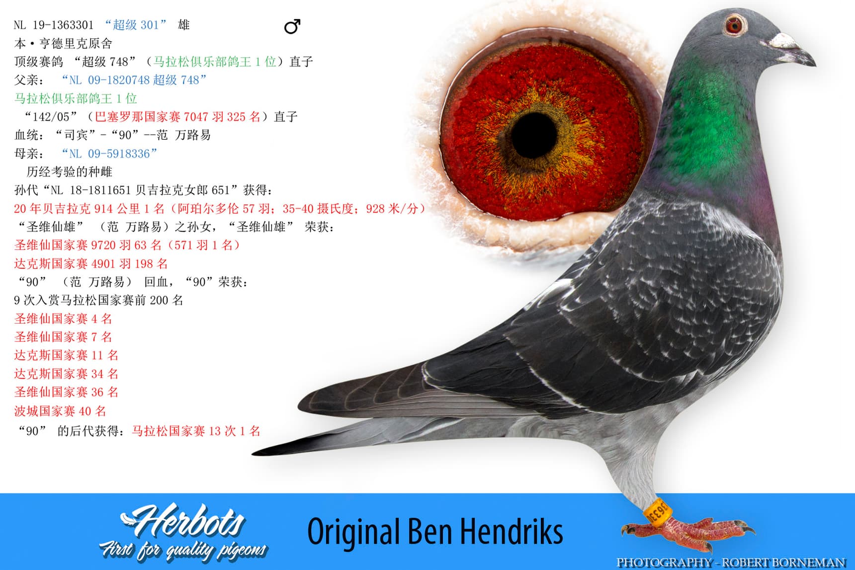 pigeon: undefined