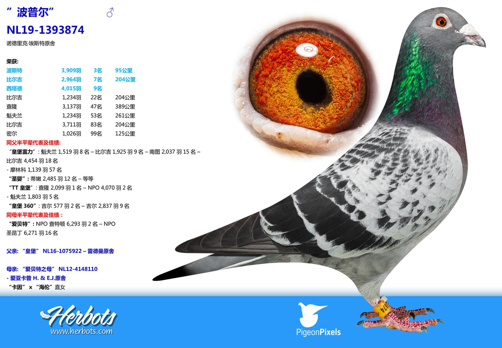 pigeon: undefined