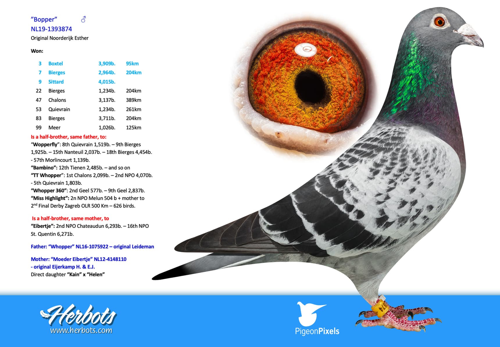 pigeon: undefined