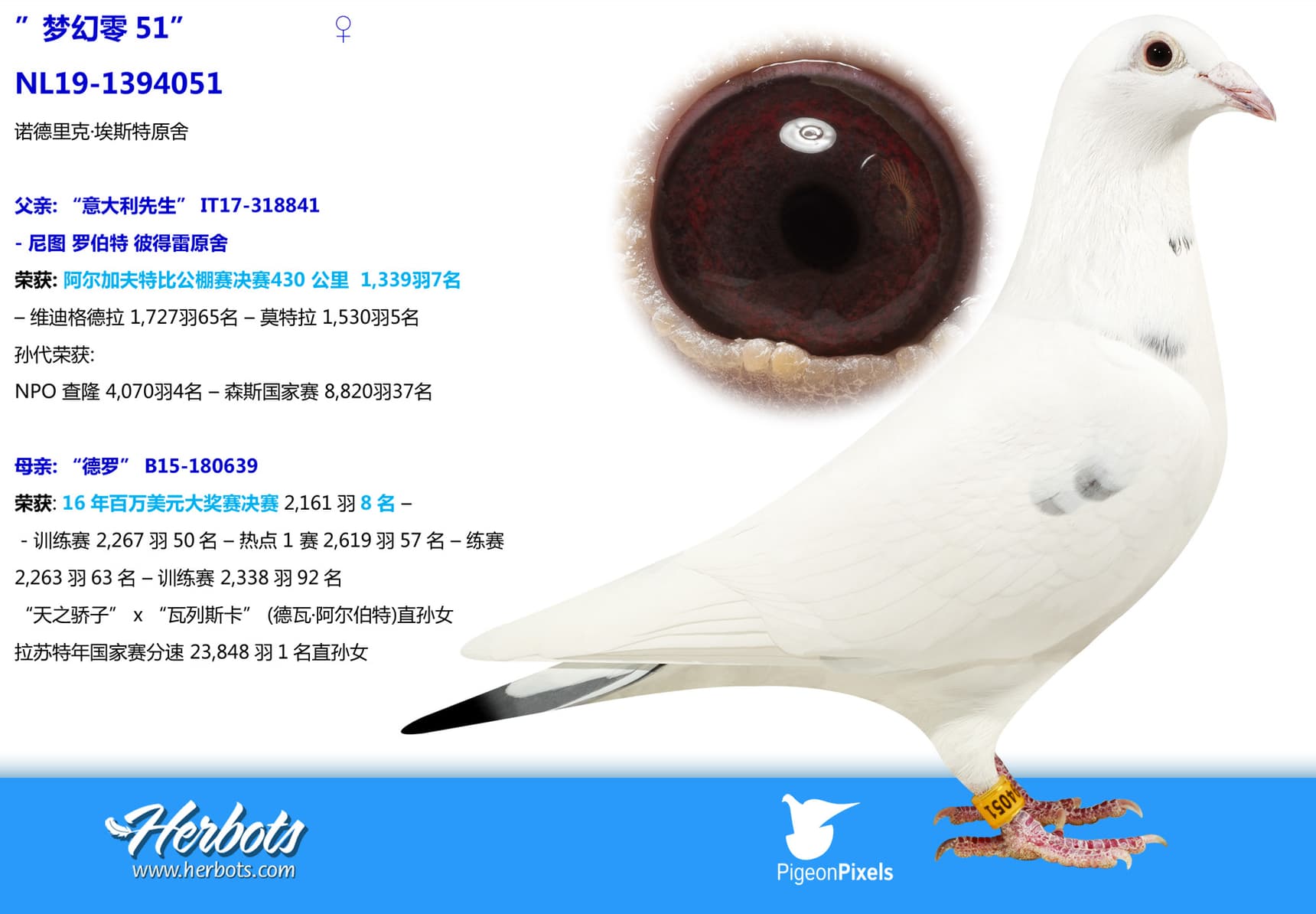 pigeon: ”梦幻零51”