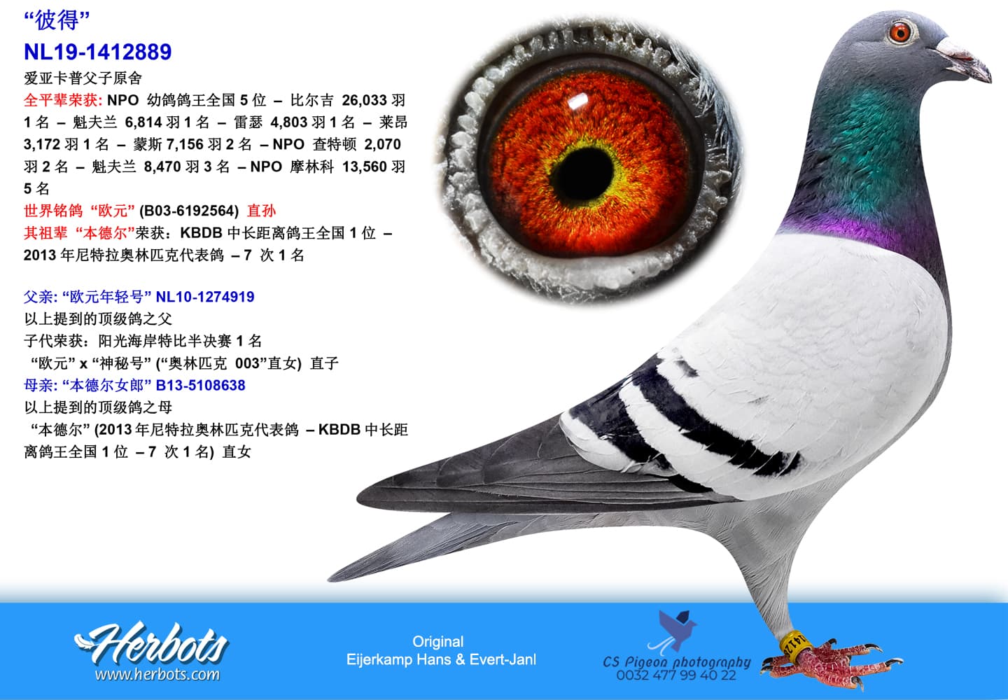 pigeon: “彼得”