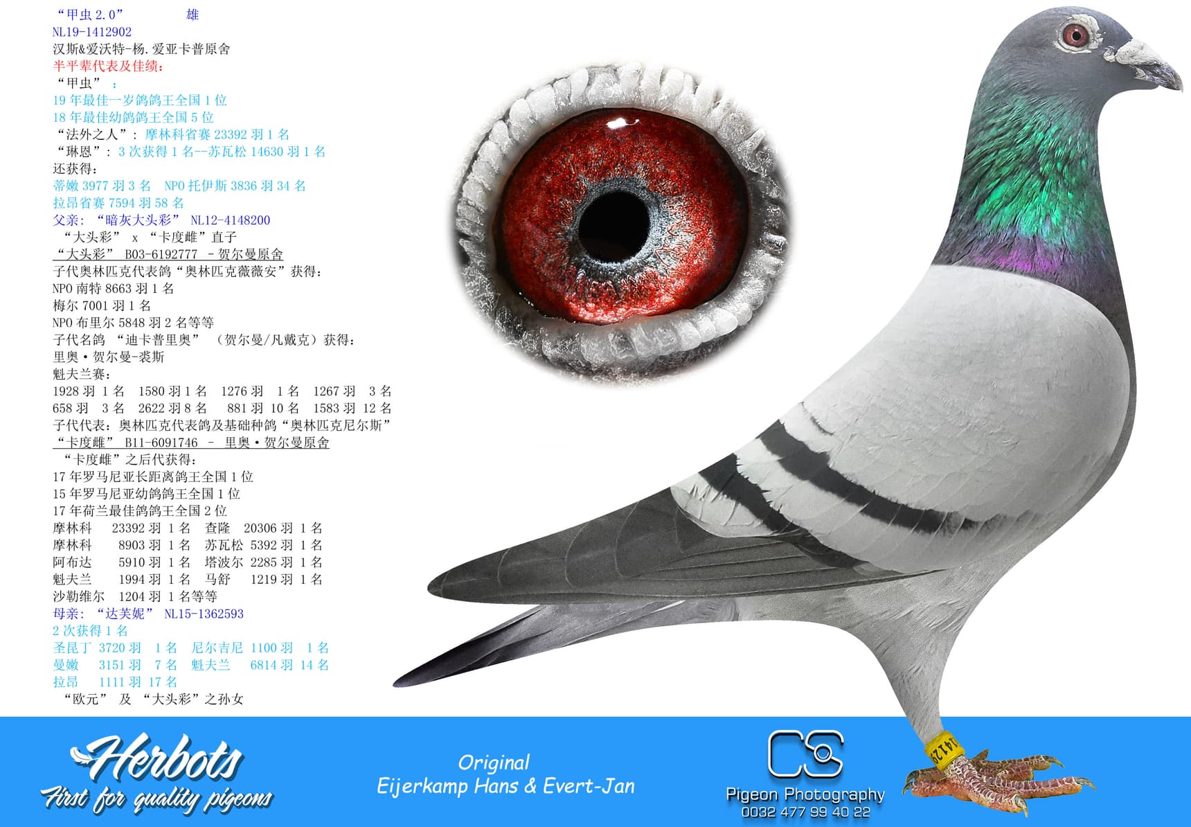 pigeon: “甲虫2.0”