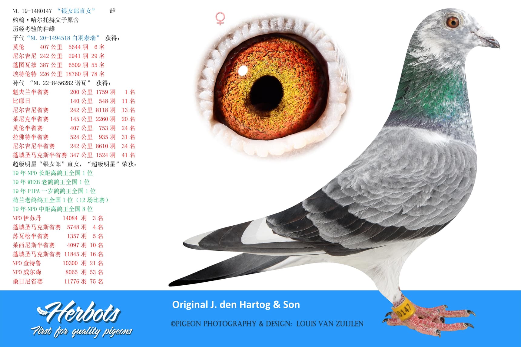 pigeon: “银女郎直女”