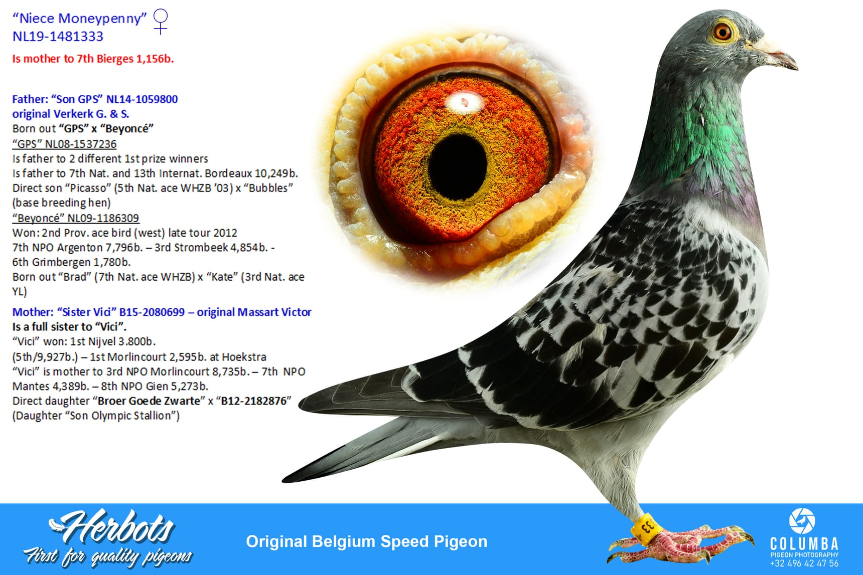 pigeon: undefined
