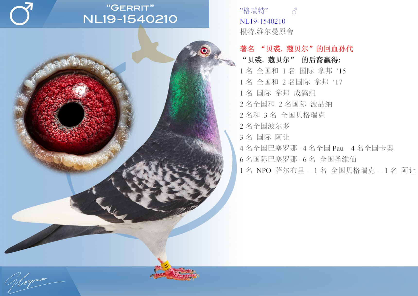 pigeon: ”格瑞特”