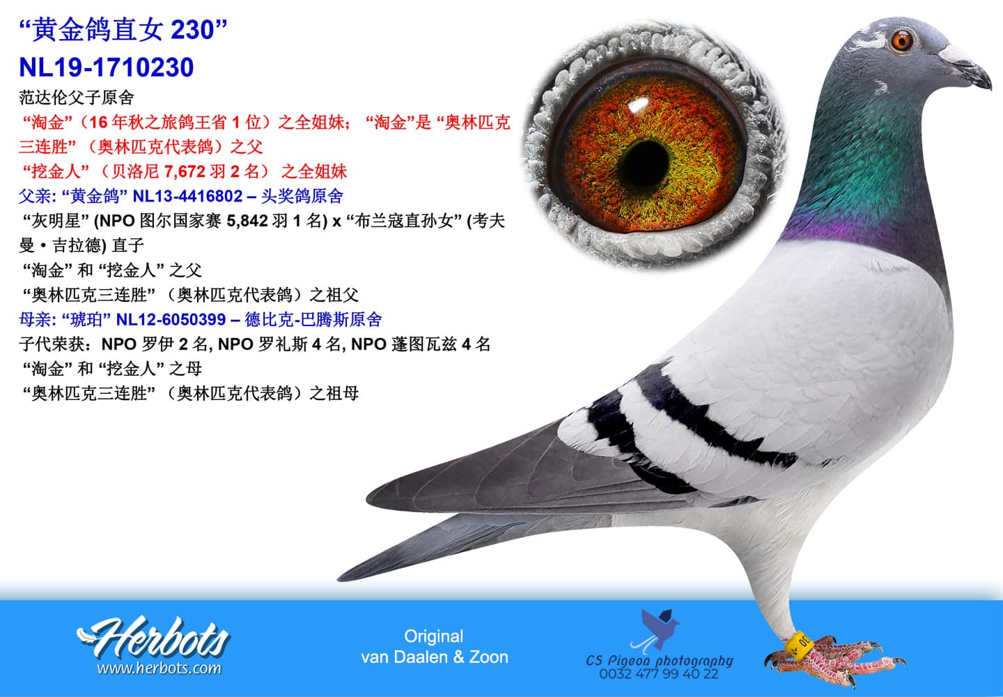 pigeon: “230-Daughter Goudklompje”