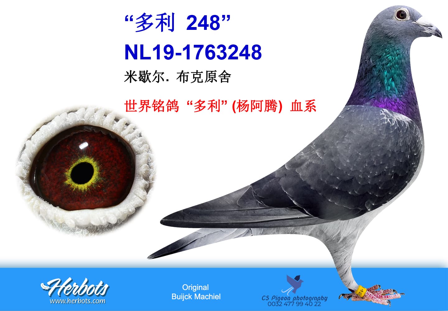 pigeon: “多利 248”
