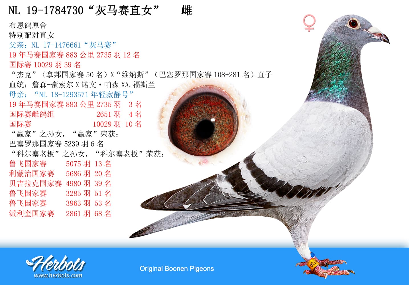 pigeon: “灰马赛直女”