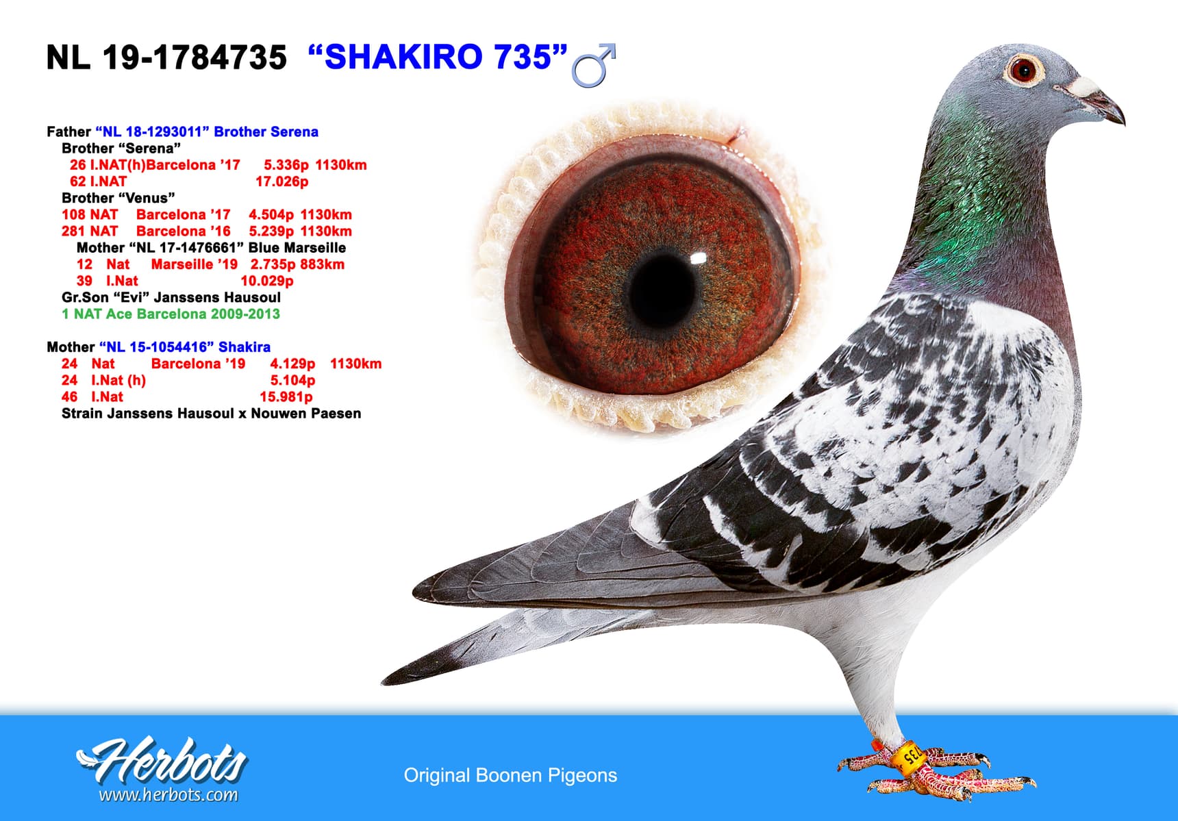 pigeon: "Shakiro 735"