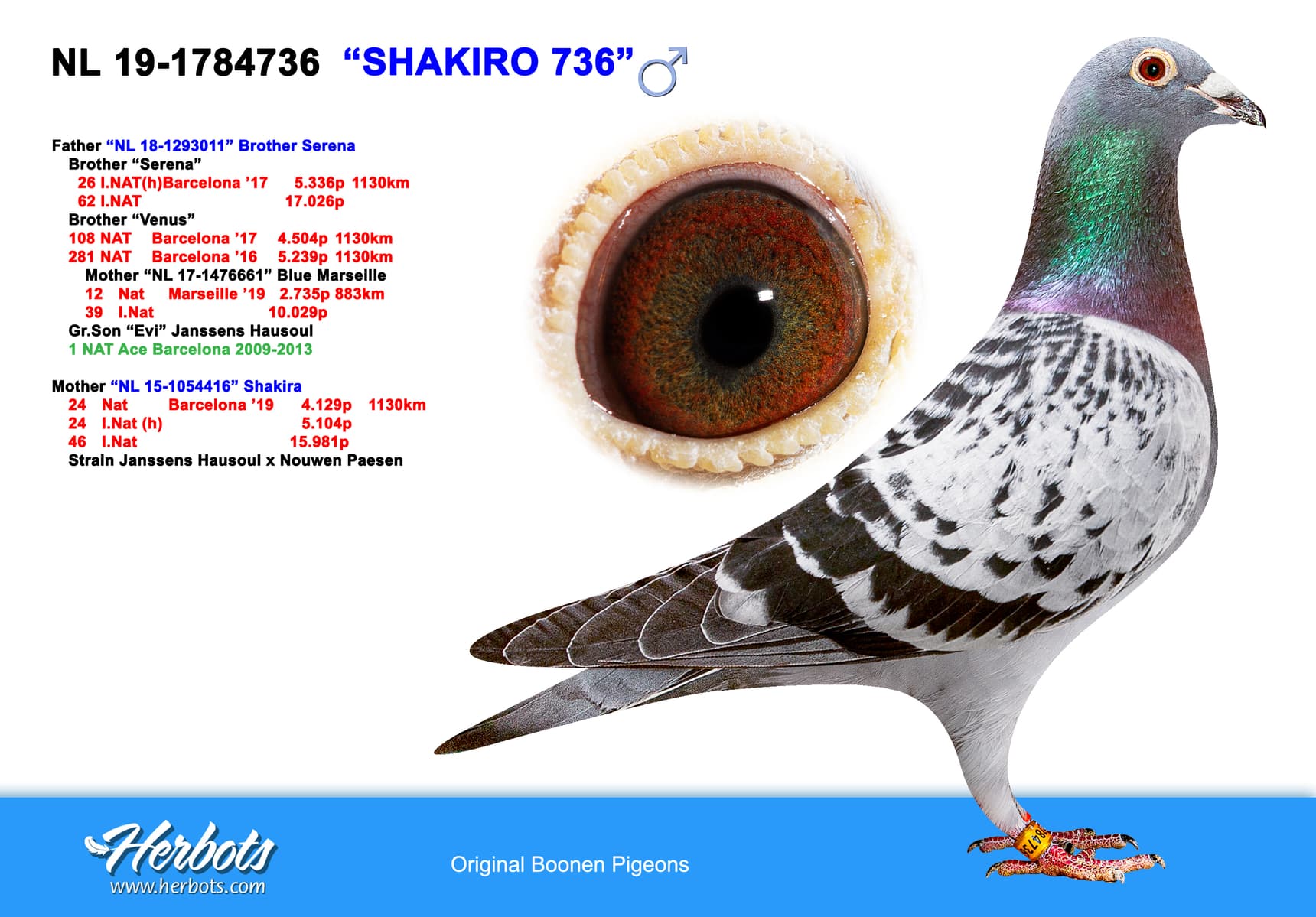 pigeon: "Shakiro 736"
