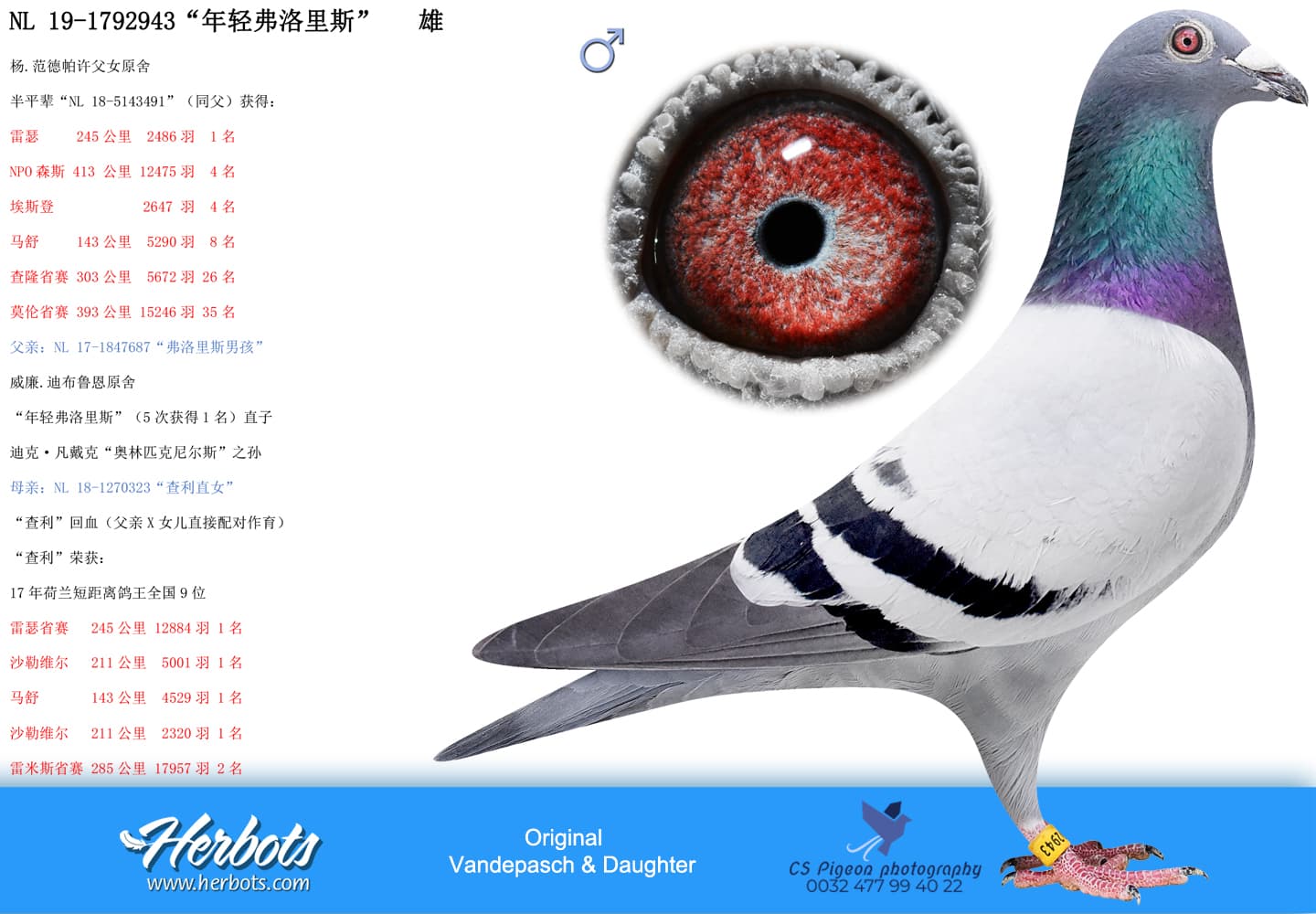 pigeon: “年轻弗洛里斯”