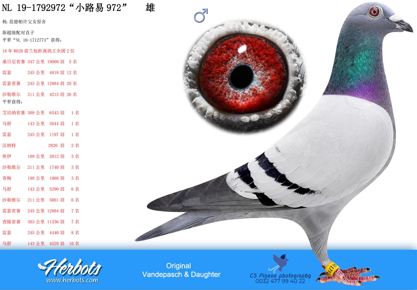 pigeon: “小路易972”