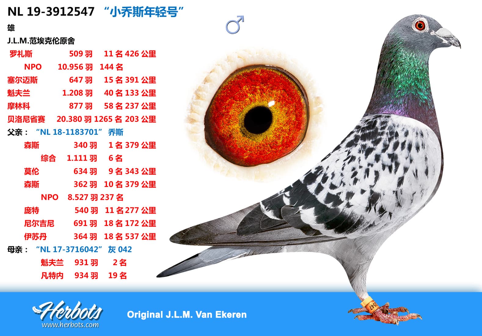 pigeon: “小乔斯年轻号”