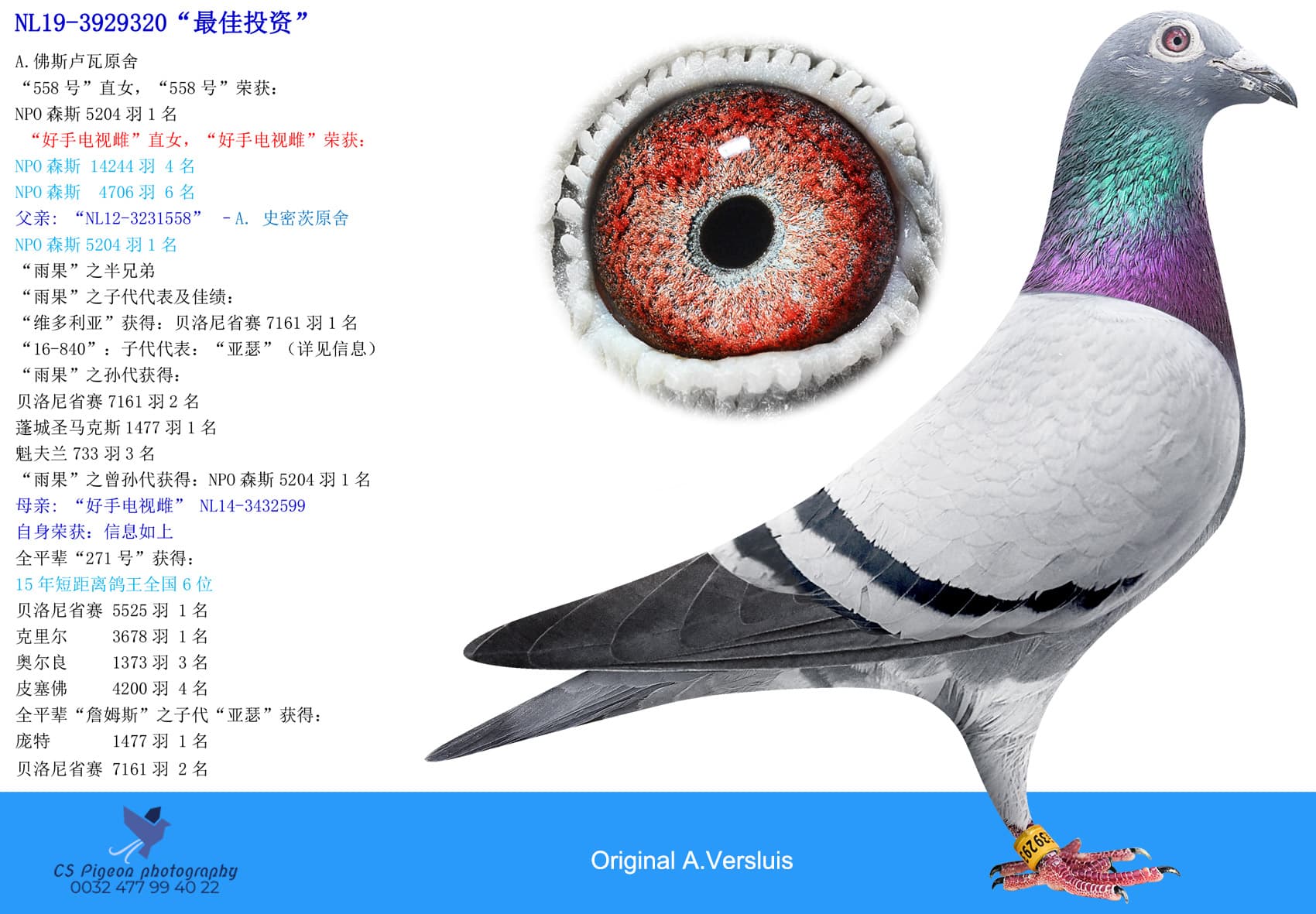 pigeon: undefined