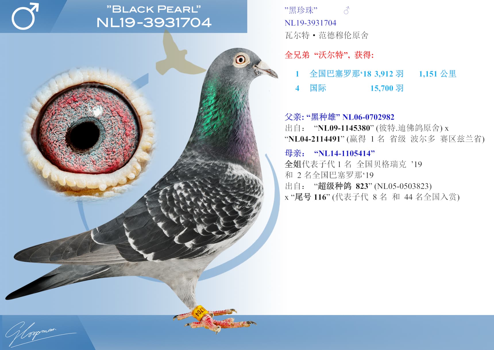 pigeon: undefined