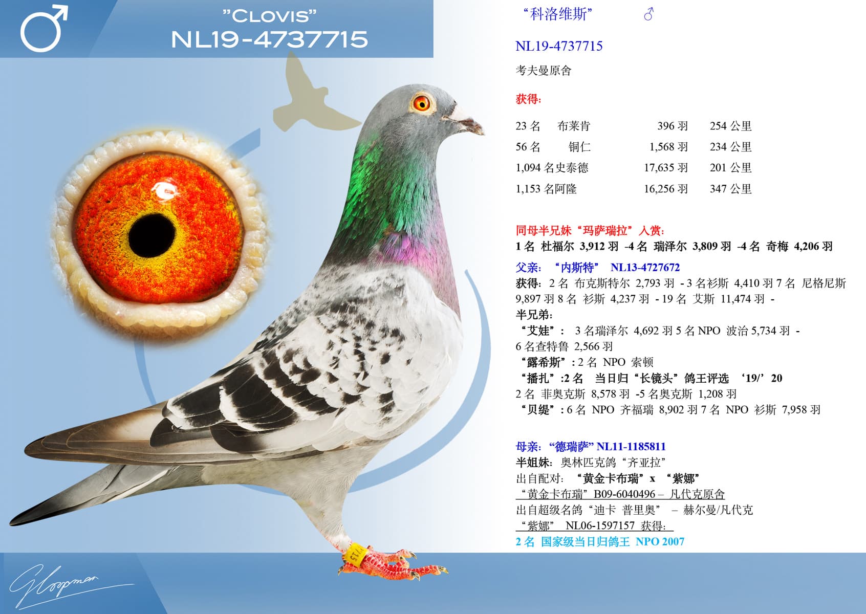 pigeon: “科洛维斯”