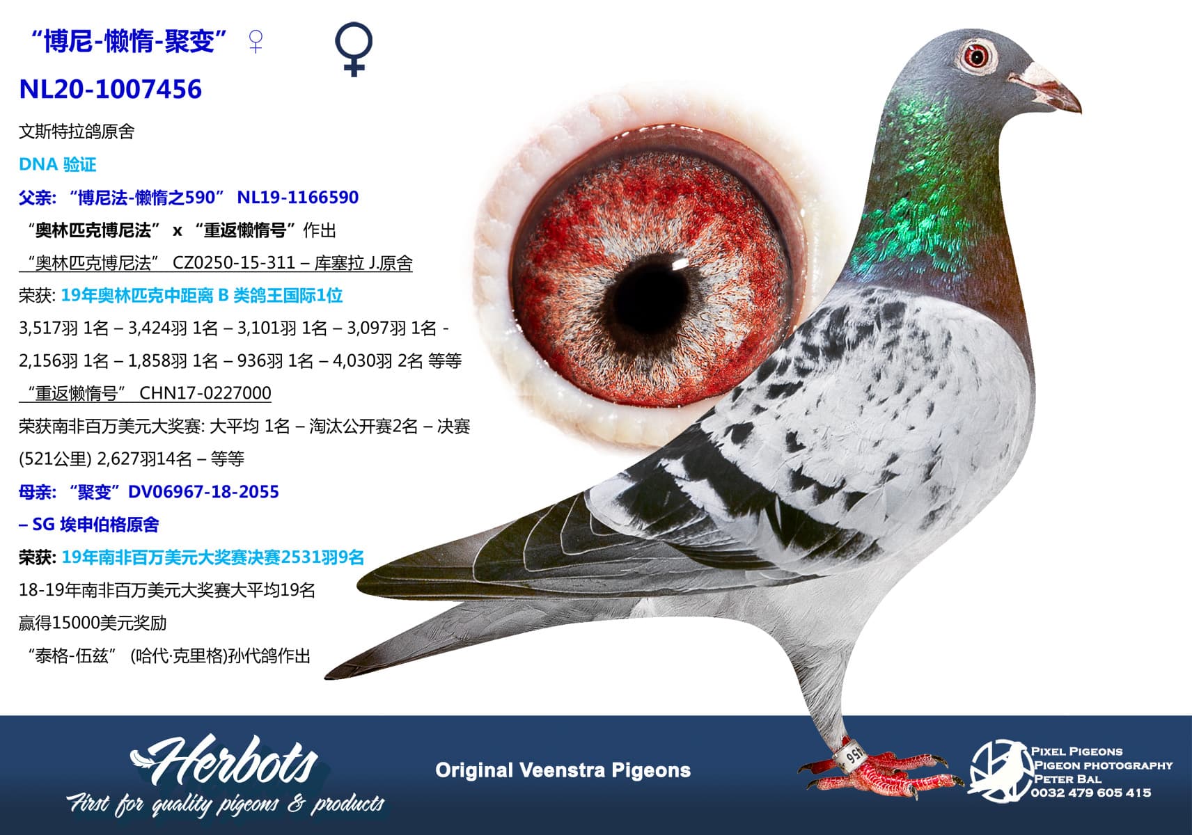 pigeon: undefined