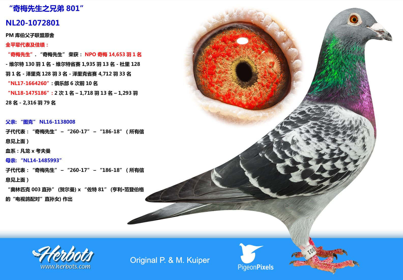 pigeon: “奇梅先生之兄弟801”