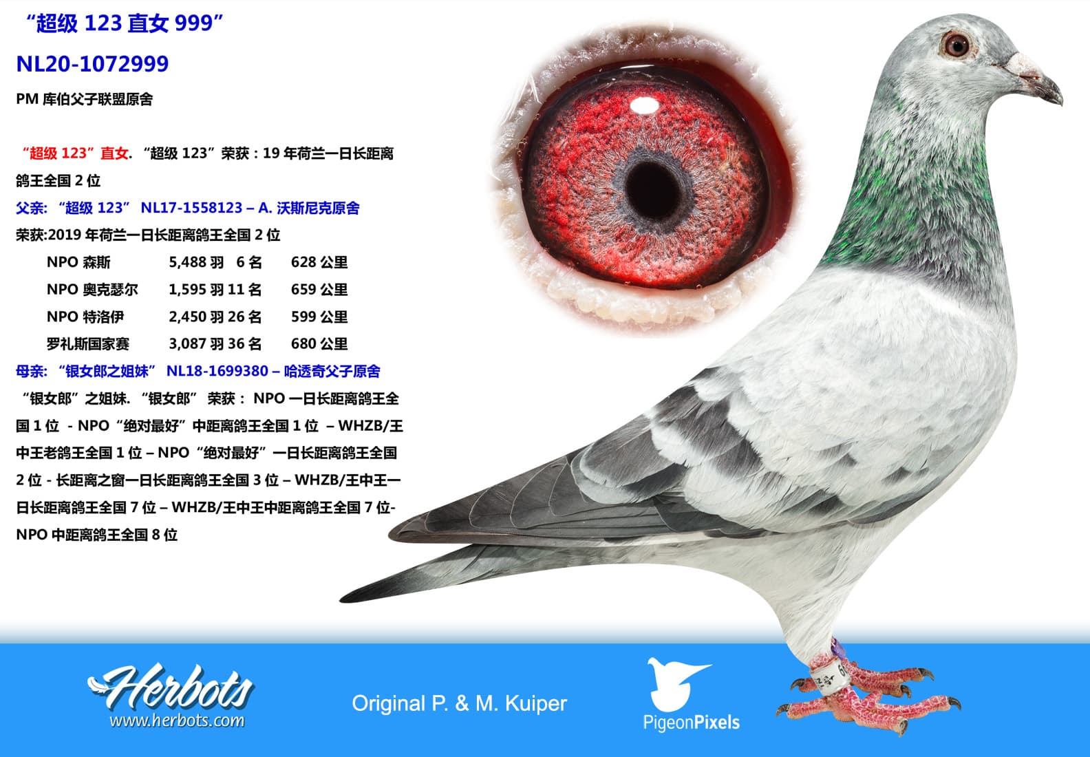 pigeon: undefined