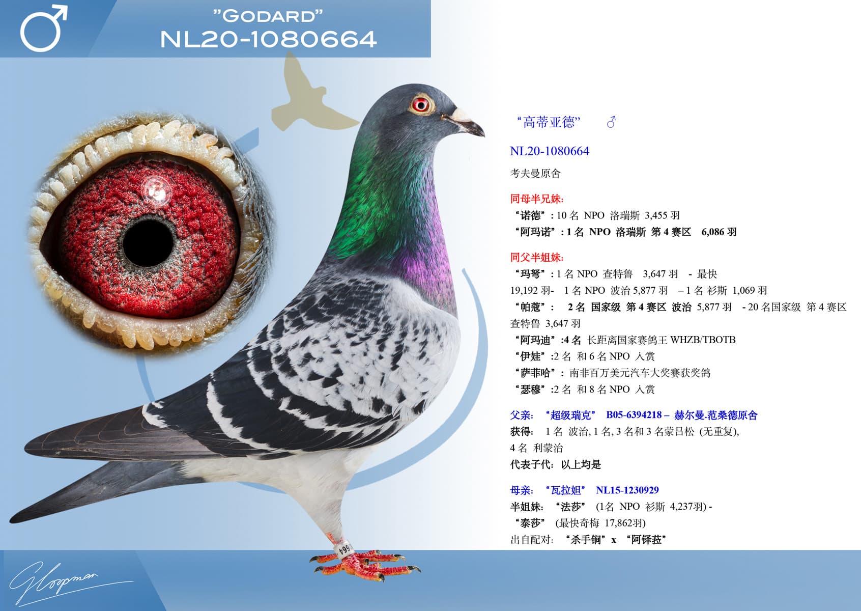 pigeon: undefined