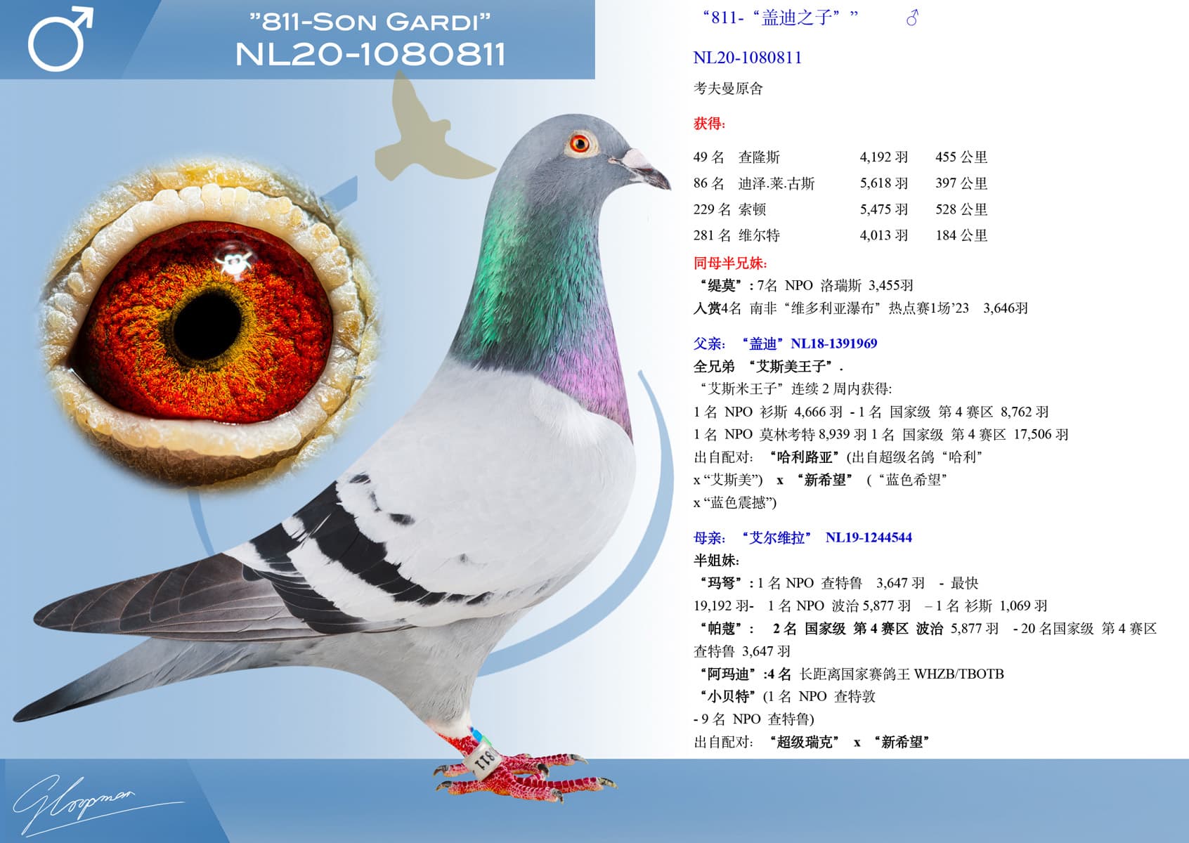 pigeon: undefined