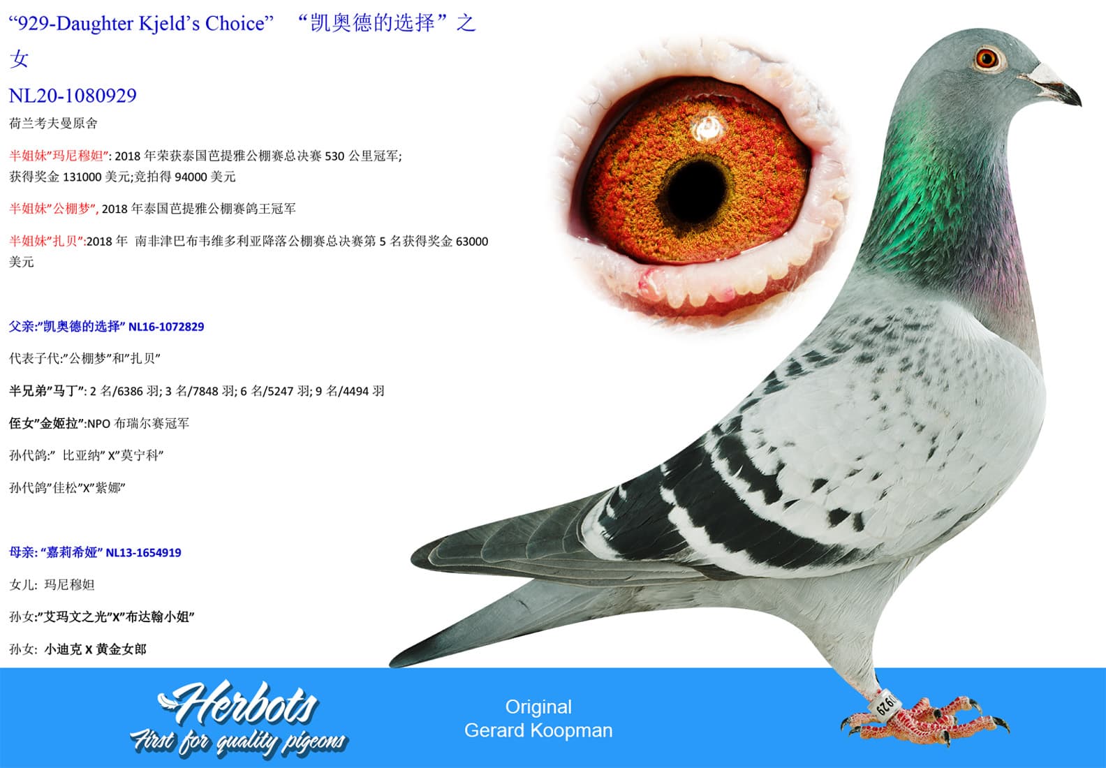 pigeon: undefined