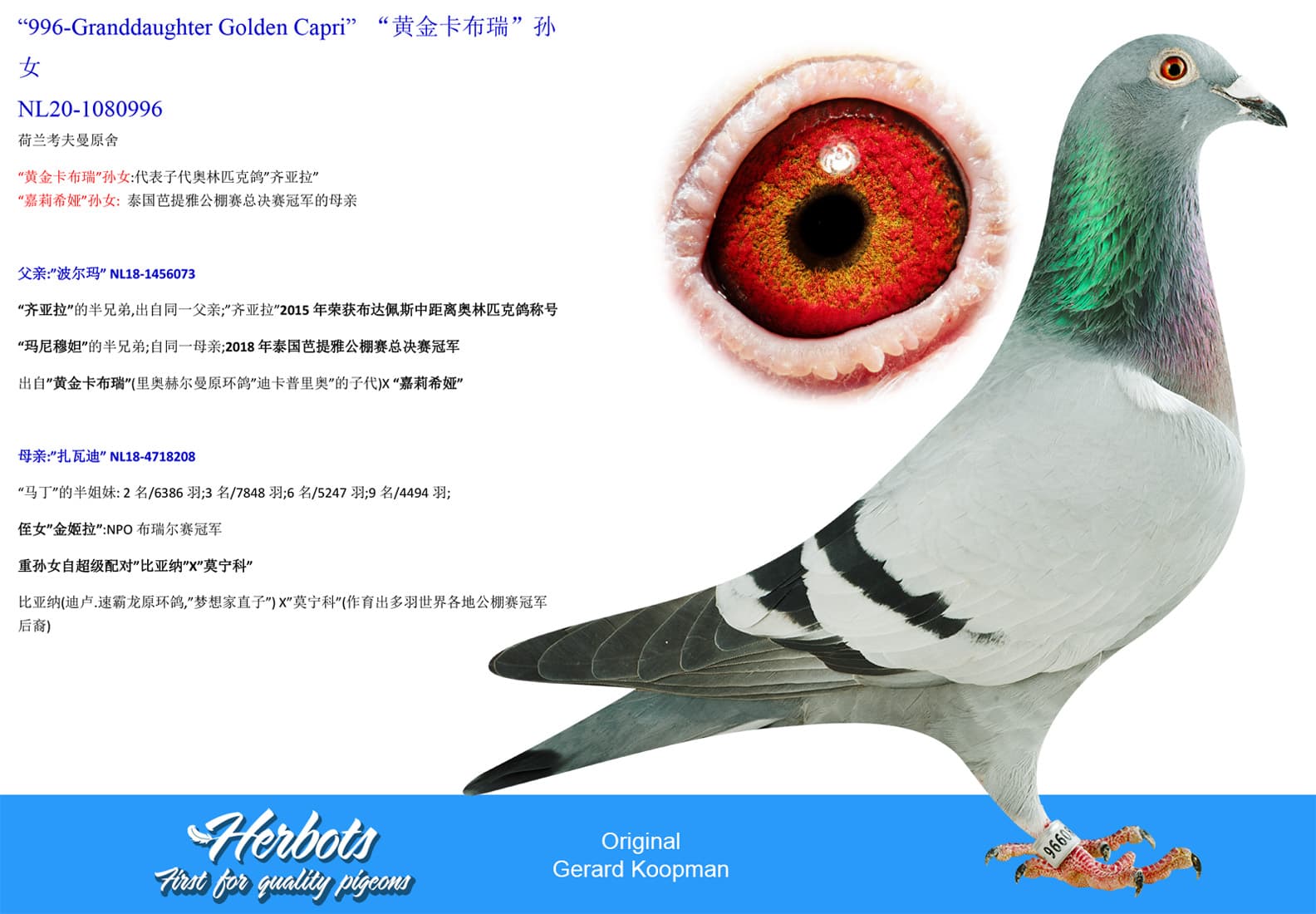 pigeon: “黄金卡布瑞”孙女