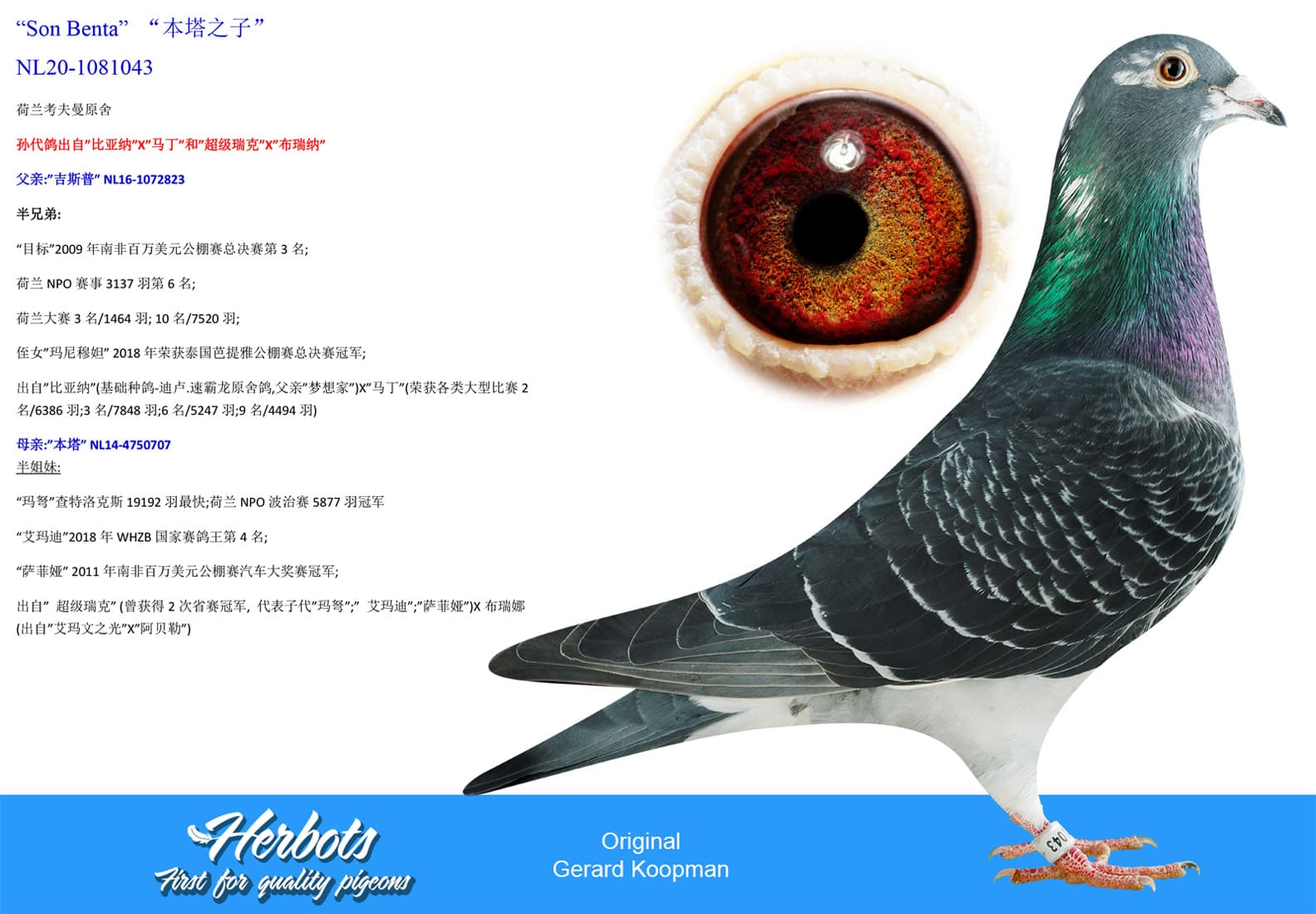 pigeon: undefined